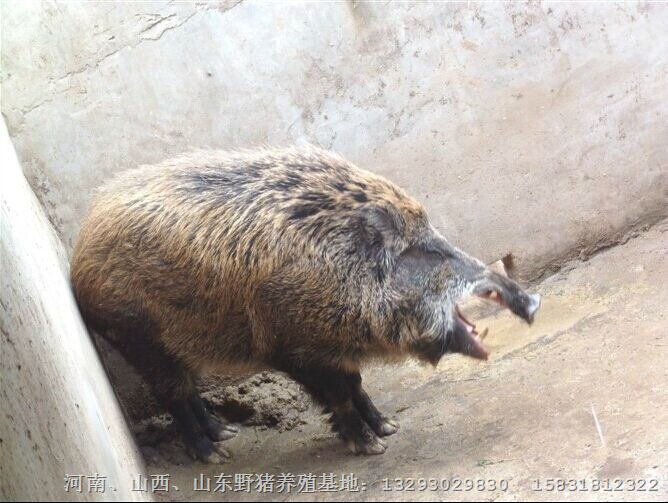 河南纯种野猪河南野猪批发河南野猪肉价格 