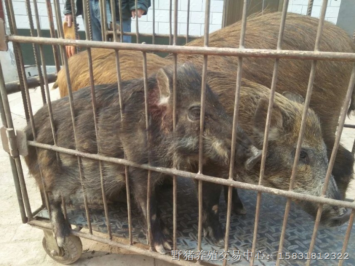 纯种野猪 纯种野猪养殖 正宗纯种野猪养殖基地 