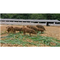 淄博野猪养殖  潍坊野猪苗  苍山野猪养殖基地 