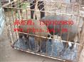 河北野猪养殖@河北野猪养殖基地