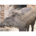 河南野猪养殖基地面向新乡郑州洛阳各地区出售大小野猪及野猪肉 