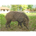 河南纯种野猪 河南野猪种猪价格 大型野猪养殖场 