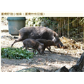 保定野猪养殖场安国高碑店提供野猪养殖技术 