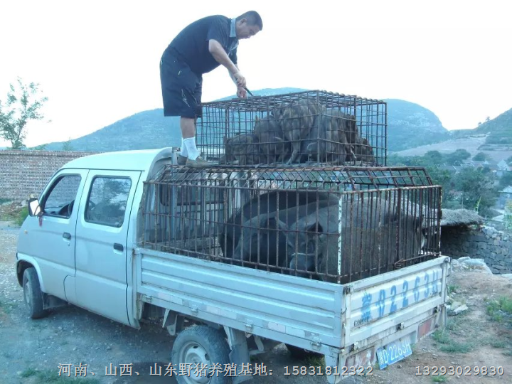 武安野猪养殖|邯郸野猪仔|邯郸特种野猪肉 