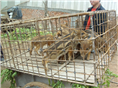 生态野猪养殖基地@野猪种猪价格 