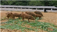 周口野猪养殖场-漯河野猪肉-河南特种野猪养殖基地 