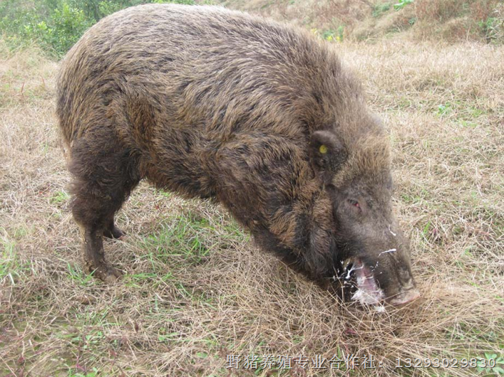 河南野猪养殖|野猪养殖基地|北京野猪肉 