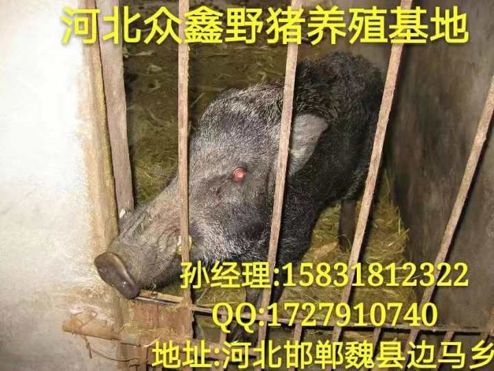 开封野猪养殖基地 、小野猪价格** 