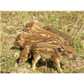 河北野猪养殖-河南野猪养殖-山西特种野猪养殖基地 