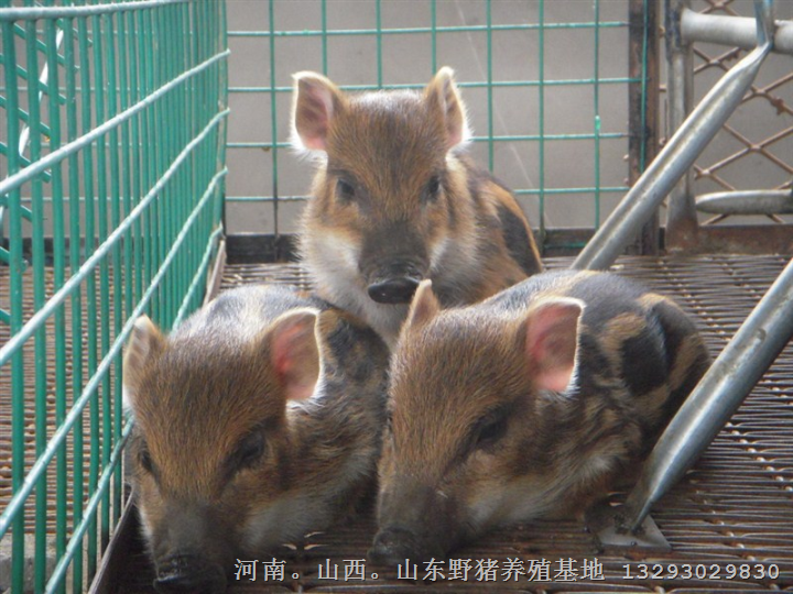 河南周口野猪养殖基地 特种野猪养殖 野猪苗价格 