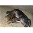 衡水野猪养殖场面向枣强固安各地区出售野猪肉 