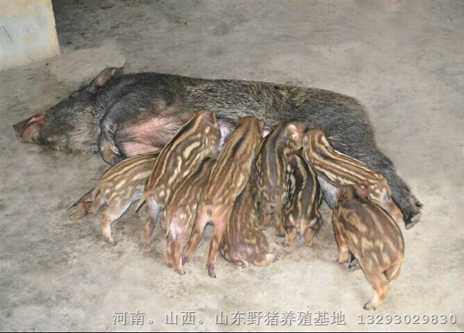 野猪苗多少钱一头？河北河南野猪养殖供应商 