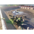 石家庄野猪肉 鹿泉野猪肉价格 特种野猪养殖基地 