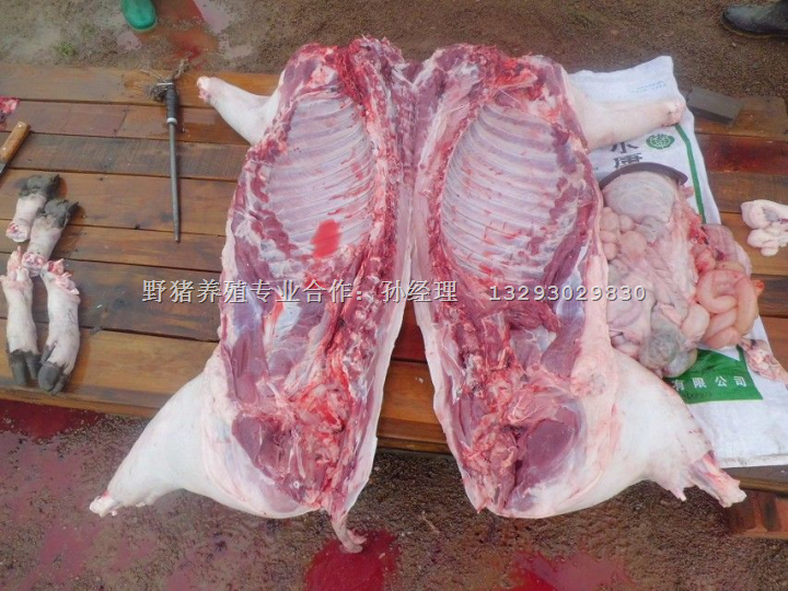 河南野猪肉-特种野猪肉-生态野猪肉火热**中 