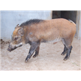 天津野猪养殖 和平野猪肉价格 河西特种野猪肉 