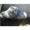 江苏野猪养殖场宁夏野猪肉新疆野猪苗 