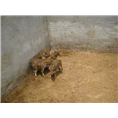 江西野猪养殖场抚州宜春吉安野猪肉价格 