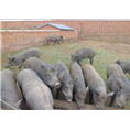 淄博野猪养殖场常年出售各种大小特种野猪及野猪肉 