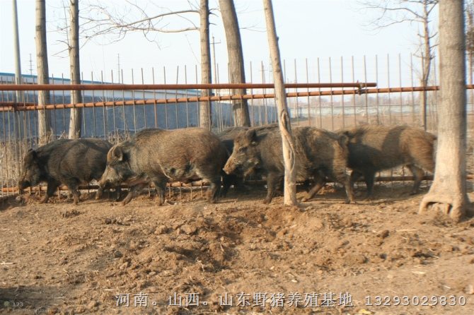 湖北恩施野猪繁育基地 天门随州纯种野猪养殖场 
