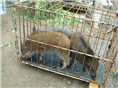 河南特种野猪养殖基地@纯种野猪崽儿 