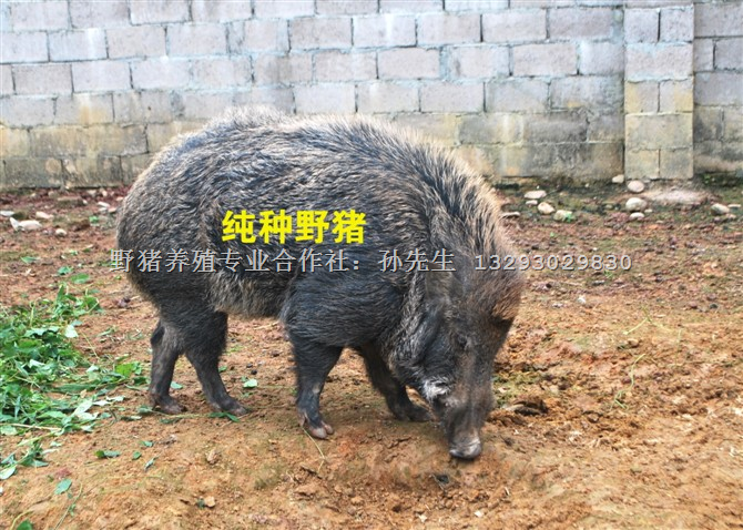 特种野猪肉|特种野猪养殖|特种野猪养殖技术 