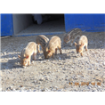 潍坊野猪养殖场 奎文临朐吕乐大型野猪养殖基地 