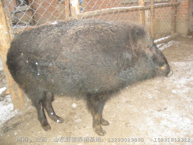 河南许昌野猪养殖 濮阳安阳野猪肉价格 