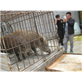 山东济宁野猪养殖场东营潍坊野猪肉价格批发 