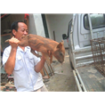 天津野猪养殖场哪里好？就到北京内蒙特种野猪养殖基地 