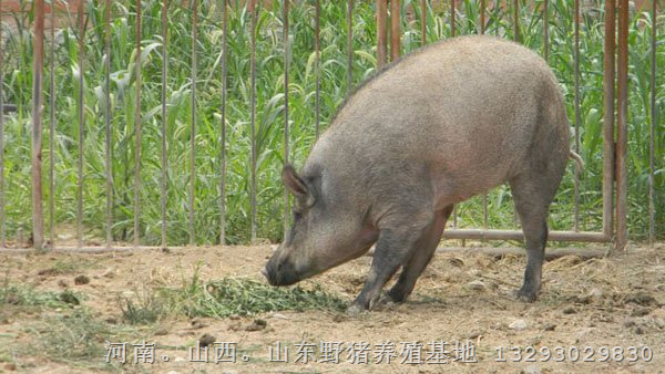 蓟县纯种野猪养殖 蓟县特种野猪肉价格及养殖基地 