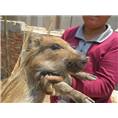 吉林野猪|吉林野猪养殖|吉林野猪批发 