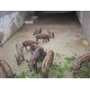 宁夏野猪养殖场免费提供野猪养殖技术供应野猪苗 