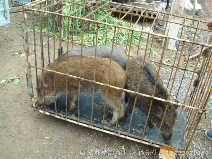 河南特种野猪养殖基地@纯种野猪崽儿 