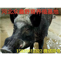 焦作野猪苗|焦作野猪养殖|焦作野猪批发 