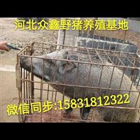 内蒙古野猪养殖技术-内蒙古野猪肉价格-野猪养殖基地 