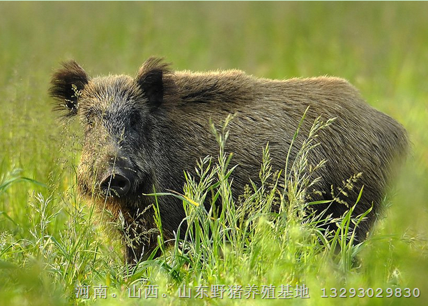 甘孜野猪苗价格 阿坝野猪肉 梁山野猪养殖基地 