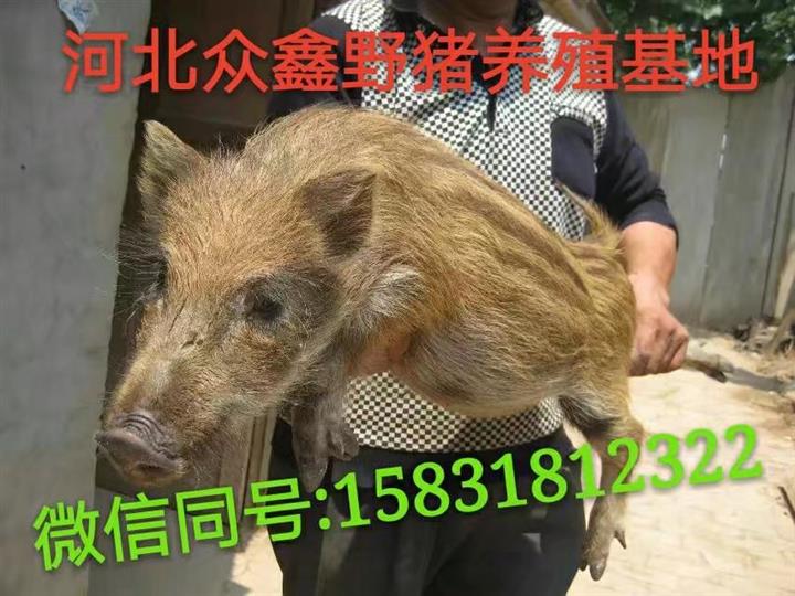 四川哪里有野猪养殖场？野猪苗价格 