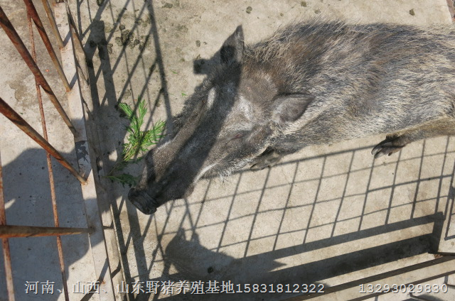 陕西野猪养殖基地提供**的野猪养殖技术 