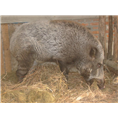 山西绿色野猪养殖基地提供生态野猪肉 