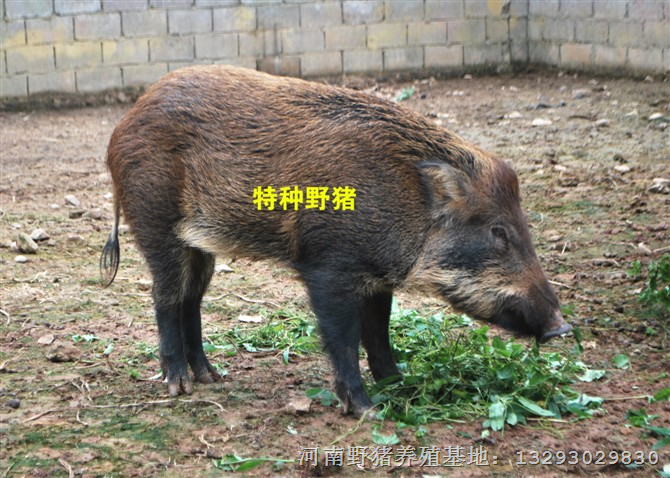 河南纯种野猪 大型野猪养殖基地 郑州野猪苗价格 