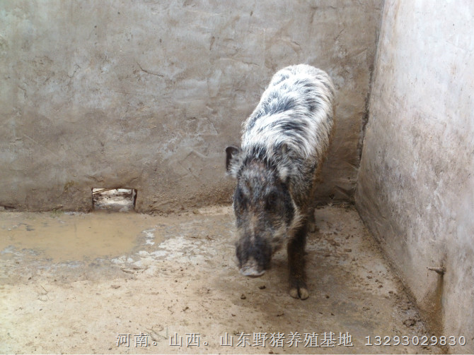 吉林纯种野猪 辽宁纯种野猪 黑龙江纯种野猪养殖基地 