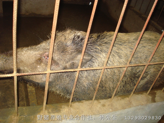 山东野猪苗价格 山东纯种野猪 青岛野猪养殖基地 