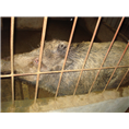 山东野猪苗价格 山东纯种野猪 青岛野猪养殖基地 