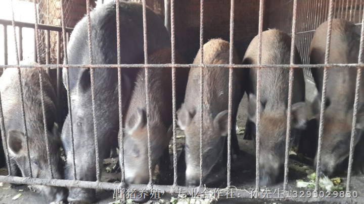 江苏南京野猪养殖 无锡野猪肉价格 徐州野猪养殖基地 