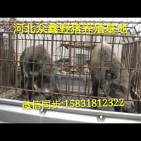 宁夏野猪养殖技术-宁夏野猪肉价格-生态野猪养殖基地 