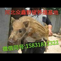 天津野猪养殖技术-天津野猪肉价格-生态野猪养殖基地 