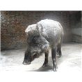 陕西野猪养殖场渭南西安野猪肉价格 