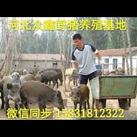 贵州野猪养殖技术-贵州野猪肉价格-生态野猪养殖基地 