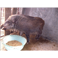陕西纯种野猪 纯种野猪养殖技术 纯种野猪苗价格 