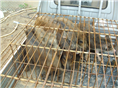 山西野猪养殖@山西野猪仔猪价格 